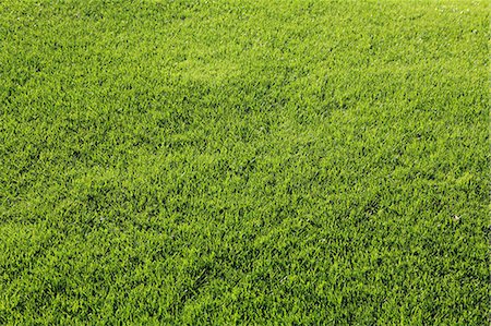 rasen (grünfläche) - Lawn Stockbilder - Premium RF Lizenzfrei, Bildnummer: 622-07117576