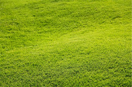 pelouse - Lawn Photographie de stock - Premium Libres de Droits, Code: 622-07117577