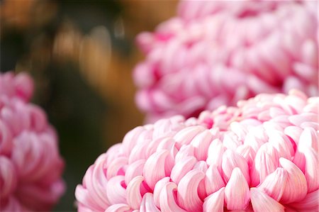 simsearch:622-06549022,k - Pink mums Stock Photo - Premium Royalty-Free, Code: 622-07117583