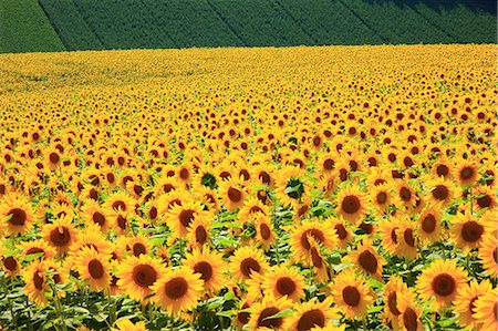 front yard landscape - Sunflower field, Hokkaido Stock Photo - Premium Royalty-Free, Code: 622-07117597