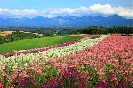 Flower field in the countryside, Hokkaido Stock Photo - Premium Royalty-Free, Code: 622-07117599