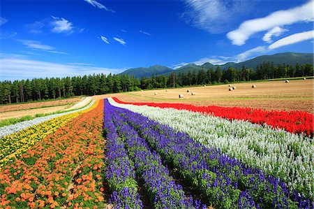 flower garden not people - Flower field in the countryside, Hokkaido Stock Photo - Premium Royalty-Free, Code: 622-07117608