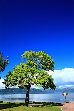 Tree at Kussharo lake, Hokkaido Foto de stock - Sin royalties Premium, Código: 622-07117638