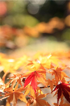 shinjuku district - Autumn leaves Foto de stock - Sin royalties Premium, Código: 622-07117667