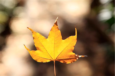 shinjuku district - Autumn leaf Photographie de stock - Premium Libres de Droits, Code: 622-07117668