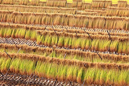 rice ear - Rice ears drying, Gunma Prefecture Stock Photo - Premium Royalty-Free, Code: 622-07117661