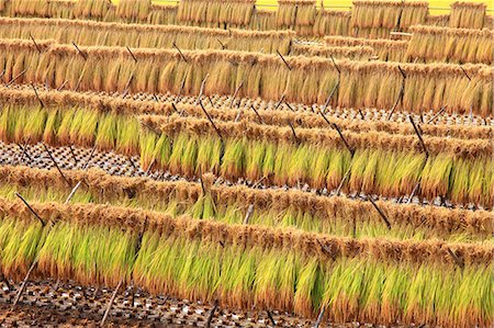 field crops harvest - Rice ears drying, Gunma Prefecture Stock Photo - Premium Royalty-Free, Code: 622-07117661