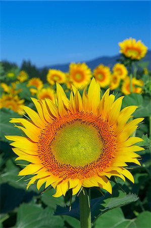 simsearch:622-07118049,k - Sunflower field and sky Stock Photo - Premium Royalty-Free, Code: 622-07117674