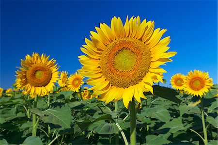 simsearch:622-07118049,k - Sunflower field and sky Stock Photo - Premium Royalty-Free, Code: 622-07117679