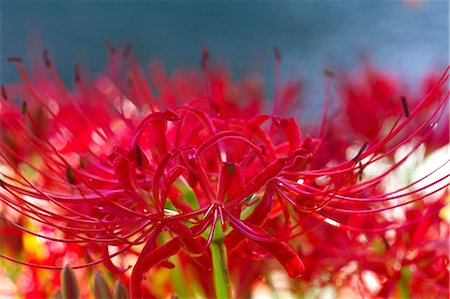 Red spider lilies Photographie de stock - Premium Libres de Droits, Code: 622-07117686