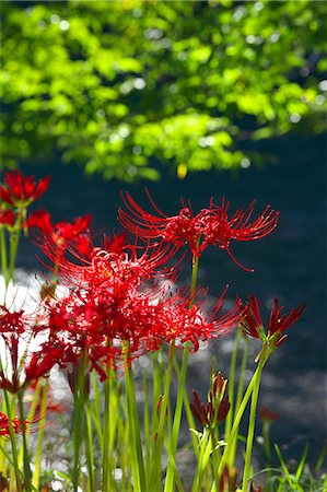 Red spider lilies Stock Photo - Premium Royalty-Free, Code: 622-07117688