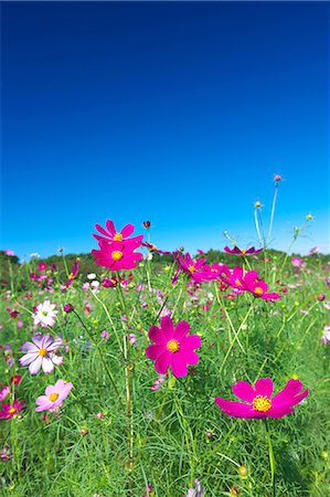 Cosmos and sky Photographie de stock - Premium Libres de Droits, Code: 622-07117689