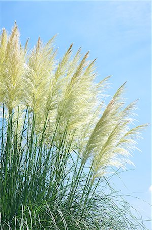 pampas grass - Pampas grass and sky Foto de stock - Sin royalties Premium, Código: 622-07117683