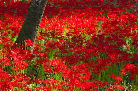 Red spider lilies Foto de stock - Sin royalties Premium, Código: 622-07117697