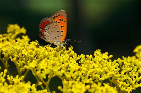september - Lycaenidae butterfly Stock Photo - Premium Royalty-Free, Code: 622-07117699