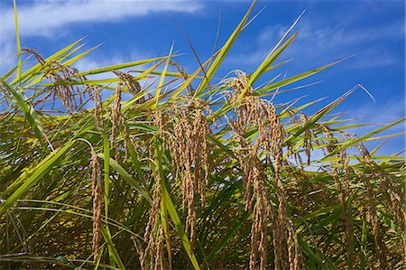 rice ear - Rice ears and sky Photographie de stock - Premium Libres de Droits, Code: 622-07117691