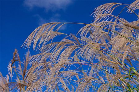 simsearch:622-07911524,k - Japanese silver grass and sky Photographie de stock - Premium Libres de Droits, Code: 622-07117692
