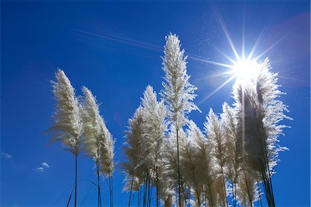 pampas grass - Pampas grass and sky Foto de stock - Sin royalties Premium, Código: 622-07117705