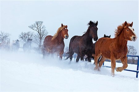 dosanko - Horses running in the snow, Hokkaido Photographie de stock - Premium Libres de Droits, Code: 622-07117724