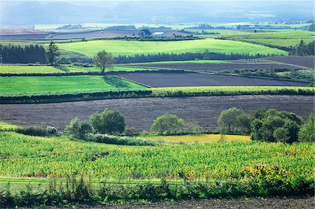 simsearch:622-07117751,k - Autumn in Biei countryside, Hokkaido Foto de stock - Royalty Free Premium, Número: 622-07117726