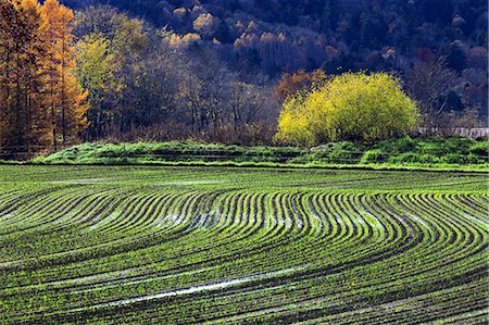 simsearch:622-07117750,k - Wheat field and trees, Hokkaido Stock Photo - Premium Royalty-Free, Code: 622-07117736