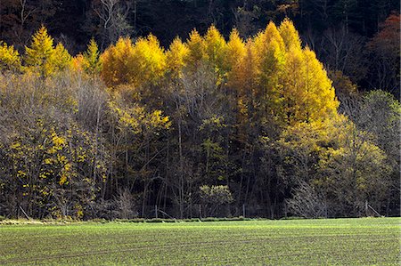 Larch trees in Autumn, Hokkaido Foto de stock - Sin royalties Premium, Código: 622-07117737