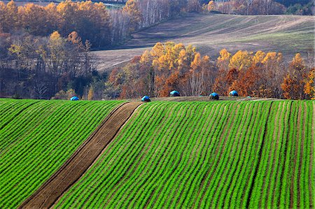 simsearch:622-07117750,k - Wheat field and trees, Hokkaido Stock Photo - Premium Royalty-Free, Code: 622-07117743