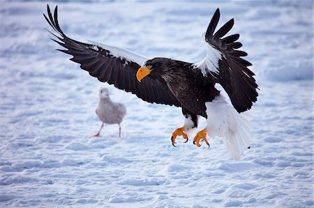 White-tailed sea eagle on snow, Hokkaido Foto de stock - Sin royalties Premium, Código: 622-07117764