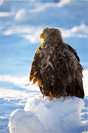 stay - Steller sea eagle on snow, Hokkaido Foto de stock - Sin royalties Premium, Código: 622-07117765