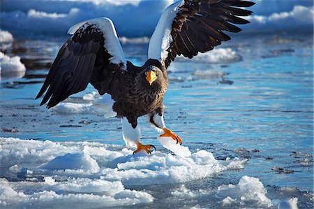 simsearch:859-07310732,k - White-tailed sea eagle on snow, Hokkaido Photographie de stock - Premium Libres de Droits, Code: 622-07117760