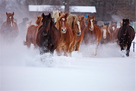 spreading - Horses running in the snow, Hokkaido Stock Photo - Premium Royalty-Free, Code: 622-07117761