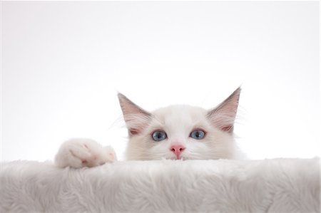 simsearch:622-07117811,k - Ragdoll pet Stock Photo - Premium Royalty-Free, Code: 622-07117776