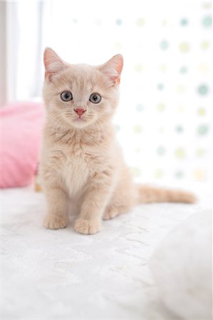 pussy picture - British Shorthair Foto de stock - Sin royalties Premium, Código: 622-07117795