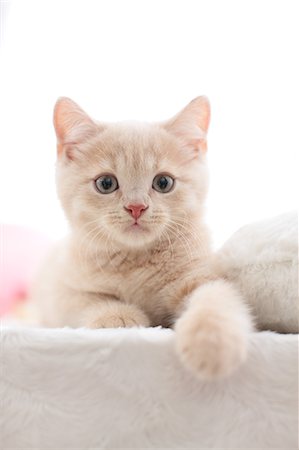 British Shorthair Foto de stock - Sin royalties Premium, Código: 622-07117796