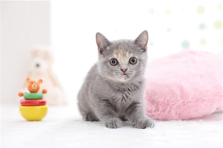 simsearch:622-07810928,k - British Shorthair Stockbilder - Premium RF Lizenzfrei, Bildnummer: 622-07117798