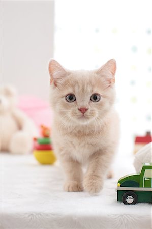 British Shorthair Fotografie stock - Premium Royalty-Free, Codice: 622-07117793