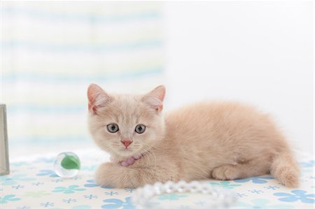 British Shorthair Photographie de stock - Premium Libres de Droits, Code: 622-07117804