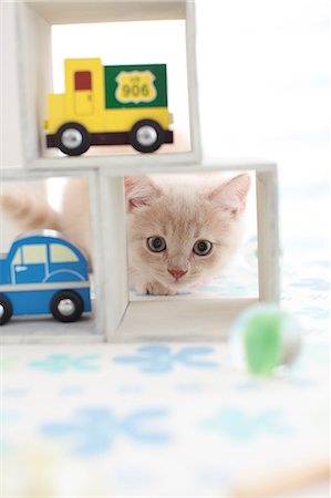 British Shorthair Foto de stock - Sin royalties Premium, Código: 622-07117806
