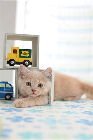 British Shorthair Foto de stock - Sin royalties Premium, Código: 622-07117808