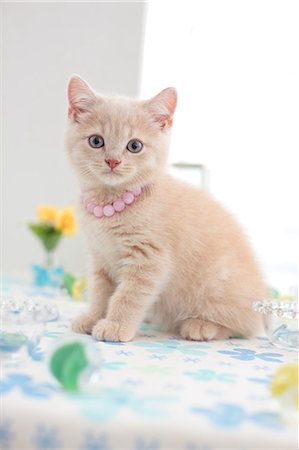 British Shorthair Fotografie stock - Premium Royalty-Free, Codice: 622-07117801