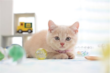 British Shorthair Foto de stock - Sin royalties Premium, Código: 622-07117802