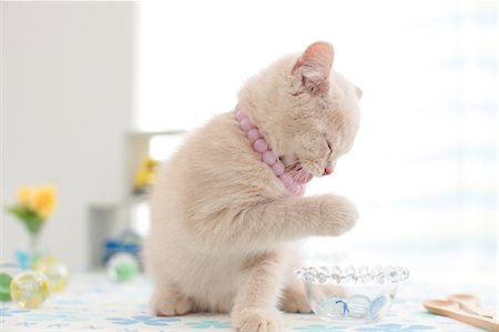 British Shorthair Foto de stock - Sin royalties Premium, Código: 622-07117803