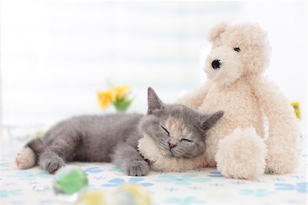 sleeping with kittens - British Shorthair Stock Photo - Premium Royalty-Free, Code: 622-07117814