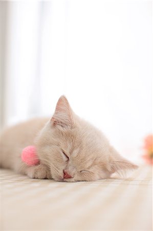 British Shorthair Foto de stock - Sin royalties Premium, Código: 622-07117815