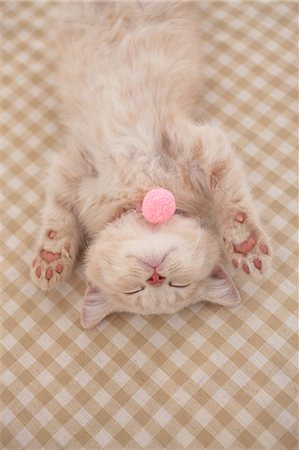 British Shorthair Foto de stock - Sin royalties Premium, Código: 622-07117817