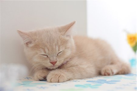 sleeping with kittens - British Shorthair Stock Photo - Premium Royalty-Free, Code: 622-07117811