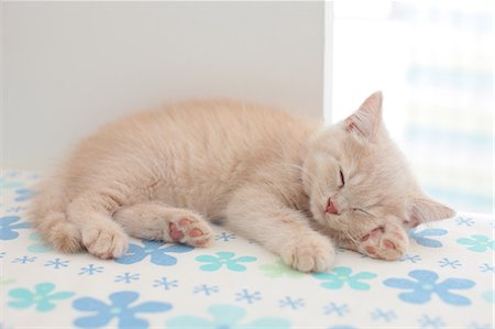 sleeping with kittens - British Shorthair Stock Photo - Premium Royalty-Free, Code: 622-07117812