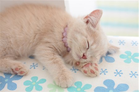 sleeping with kittens - British Shorthair Stock Photo - Premium Royalty-Free, Code: 622-07117813