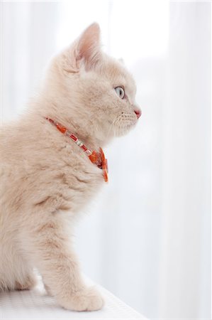 simsearch:622-07117811,k - British Shorthair Stock Photo - Premium Royalty-Free, Code: 622-07117824