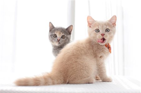 British Shorthair Fotografie stock - Premium Royalty-Free, Codice: 622-07117825